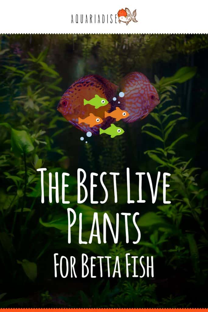 The Best Live Plants For Betta Fish - Betta Source
