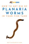planaria worms