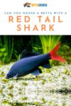 Can You House A Betta With A Red Tail Shark