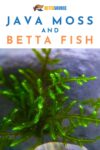 Java Moss & Betta Fish