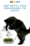 are betta fish poisonous to cats
