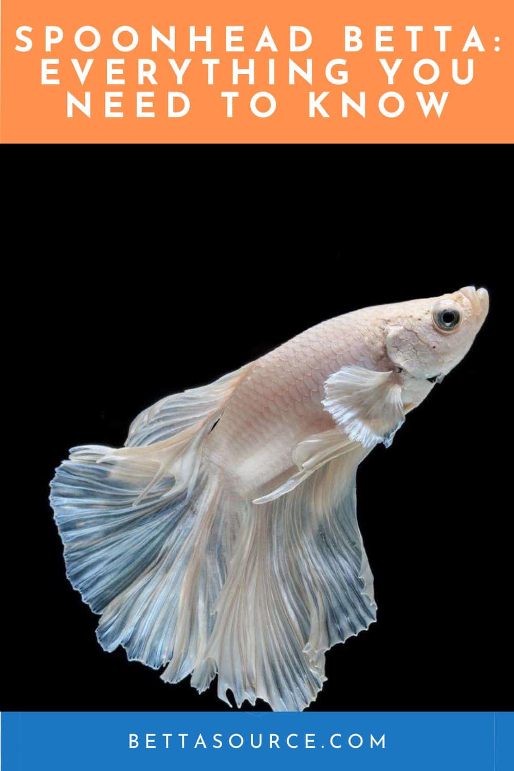 Spoonhead Betta: A Journey into the Enigmatic World of a Fascinating Fish