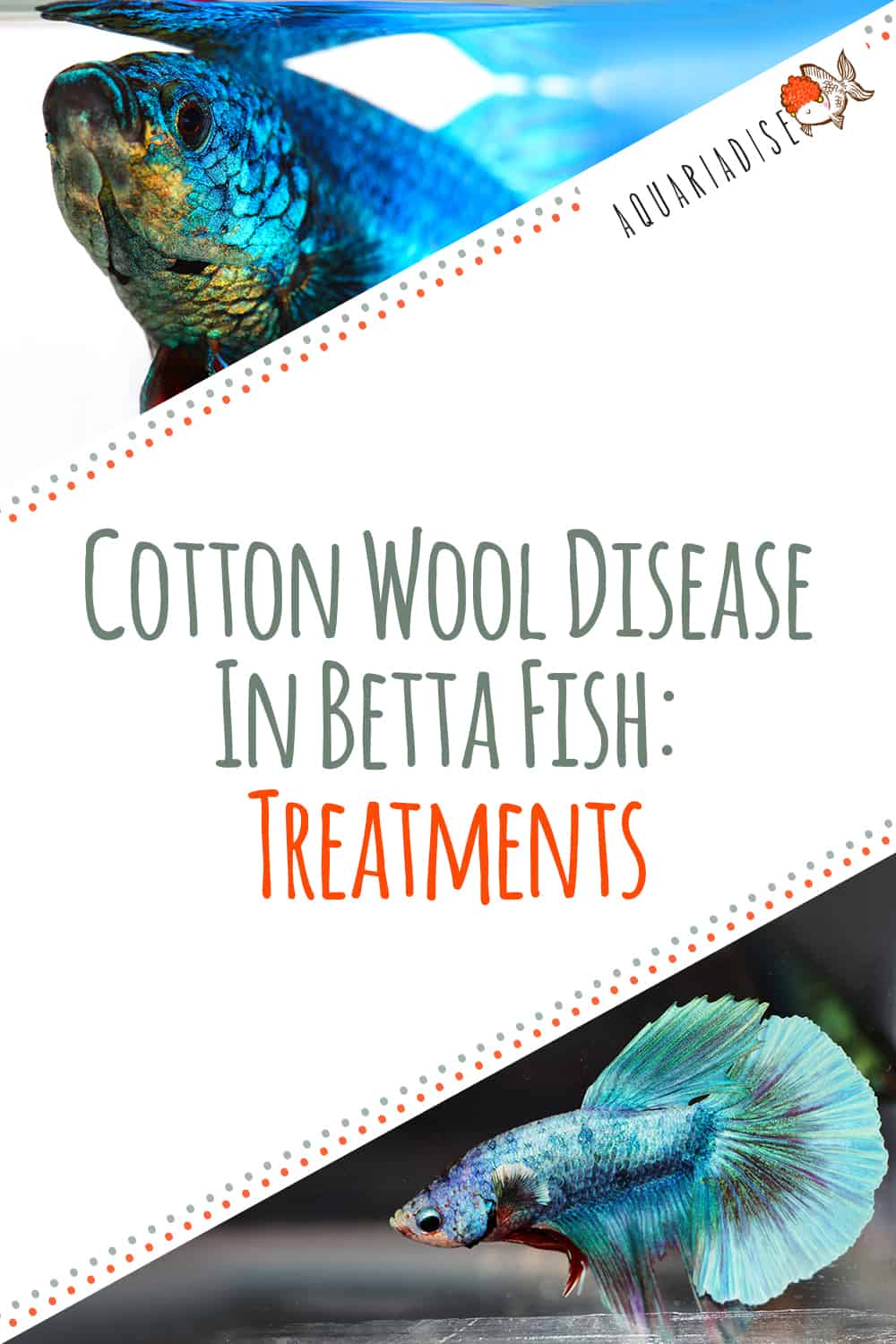 Cotton Wool Disease In Betta Fish: Treatments - Betta Source