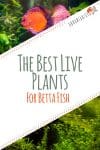 Live Plants For Betta Fish
