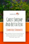 Ghost Shrimp and Betta Fish