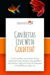 Betta Fish And Goldfish