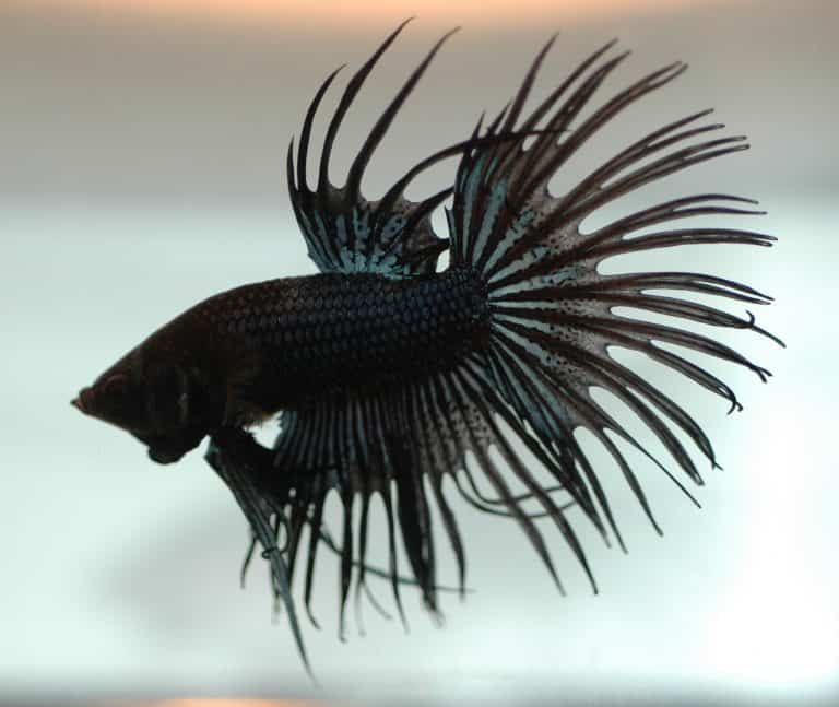black betta fish