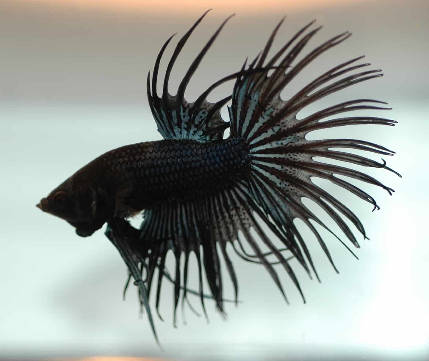 black betta fish for sale