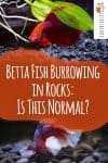 Betta Fish Burrowing