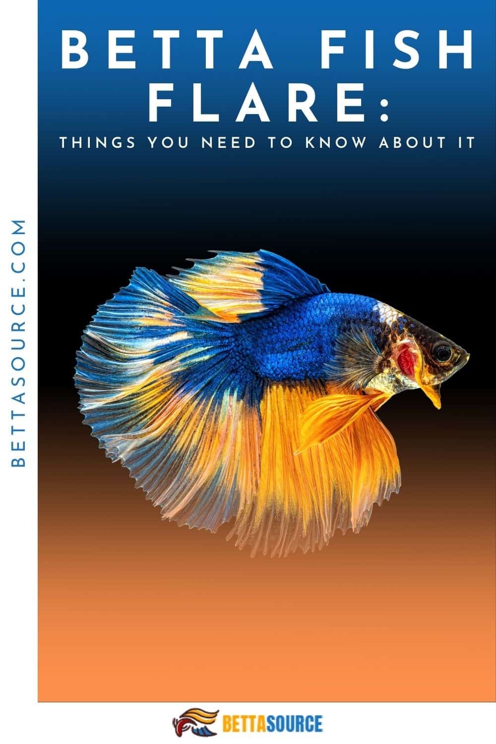 The Art of Betta Fish Flare: Understanding Their Colorful Expressions ...