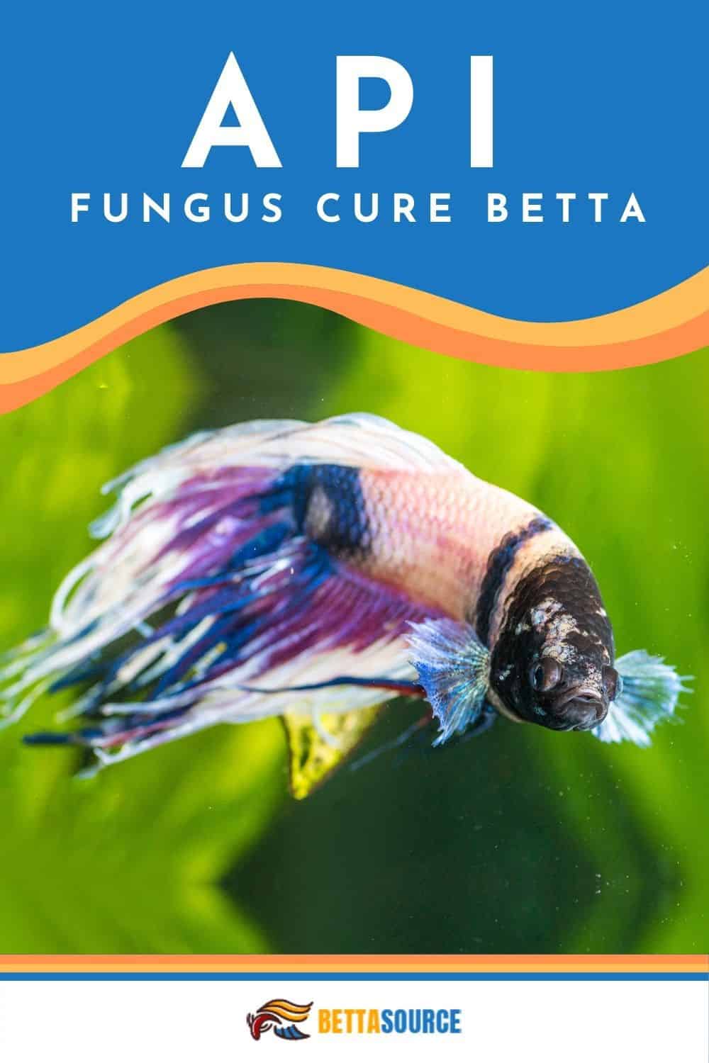 A Compassionate Approach to Healing API Fungus: Your Essential Care Guide