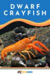 Dwarf Crayfish & Betta Fish