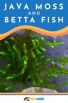Java Moss & Betta Fish
