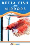 Betta Fish And Mirrors