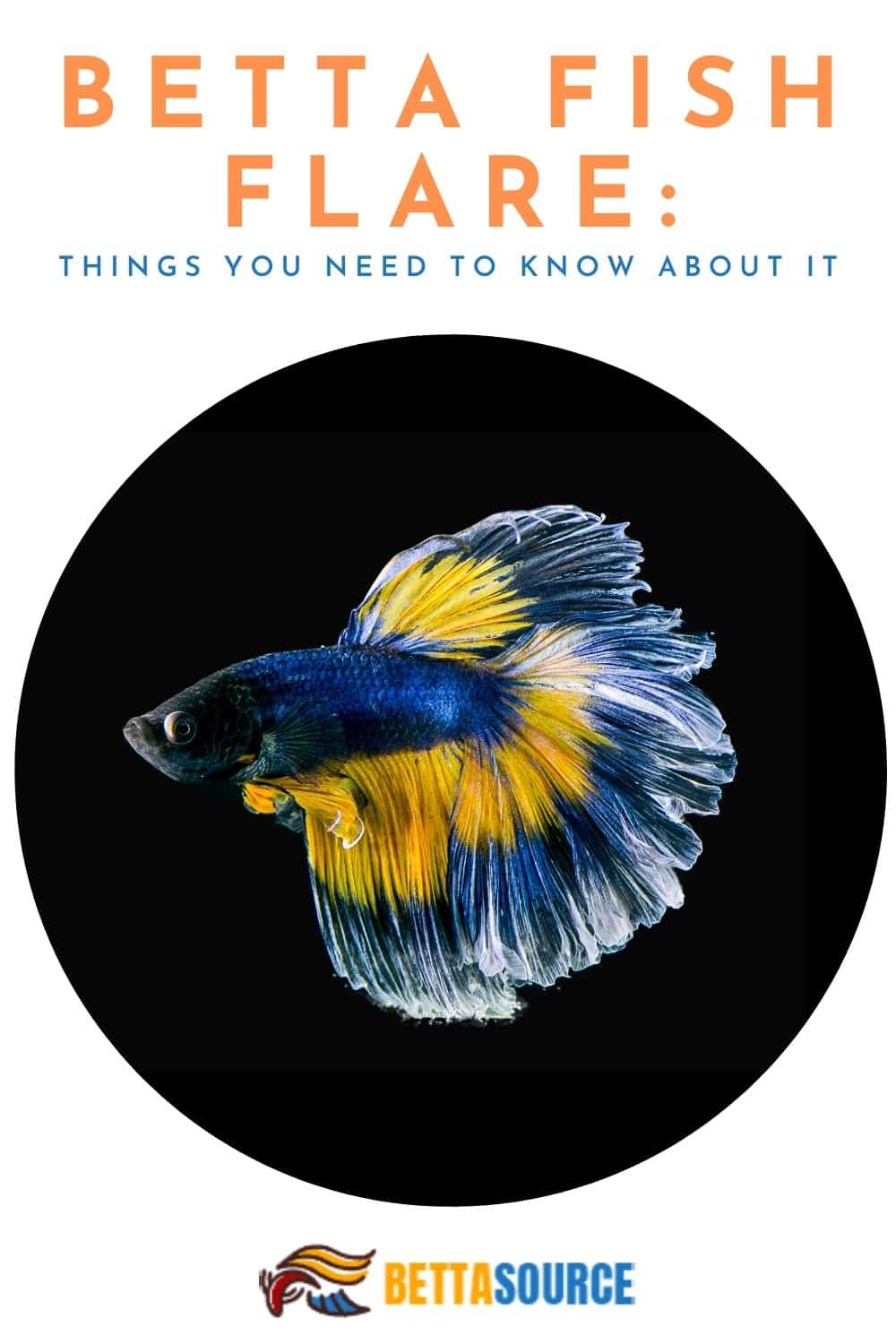The Art of Betta Fish Flare: Understanding Their Colorful Expressions ...