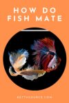 how do fish mate