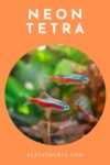 Neon Tetra with Betta