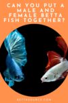 can you put a male and female betta fish together