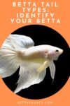 betta tail types
