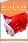 betta fish popeye
