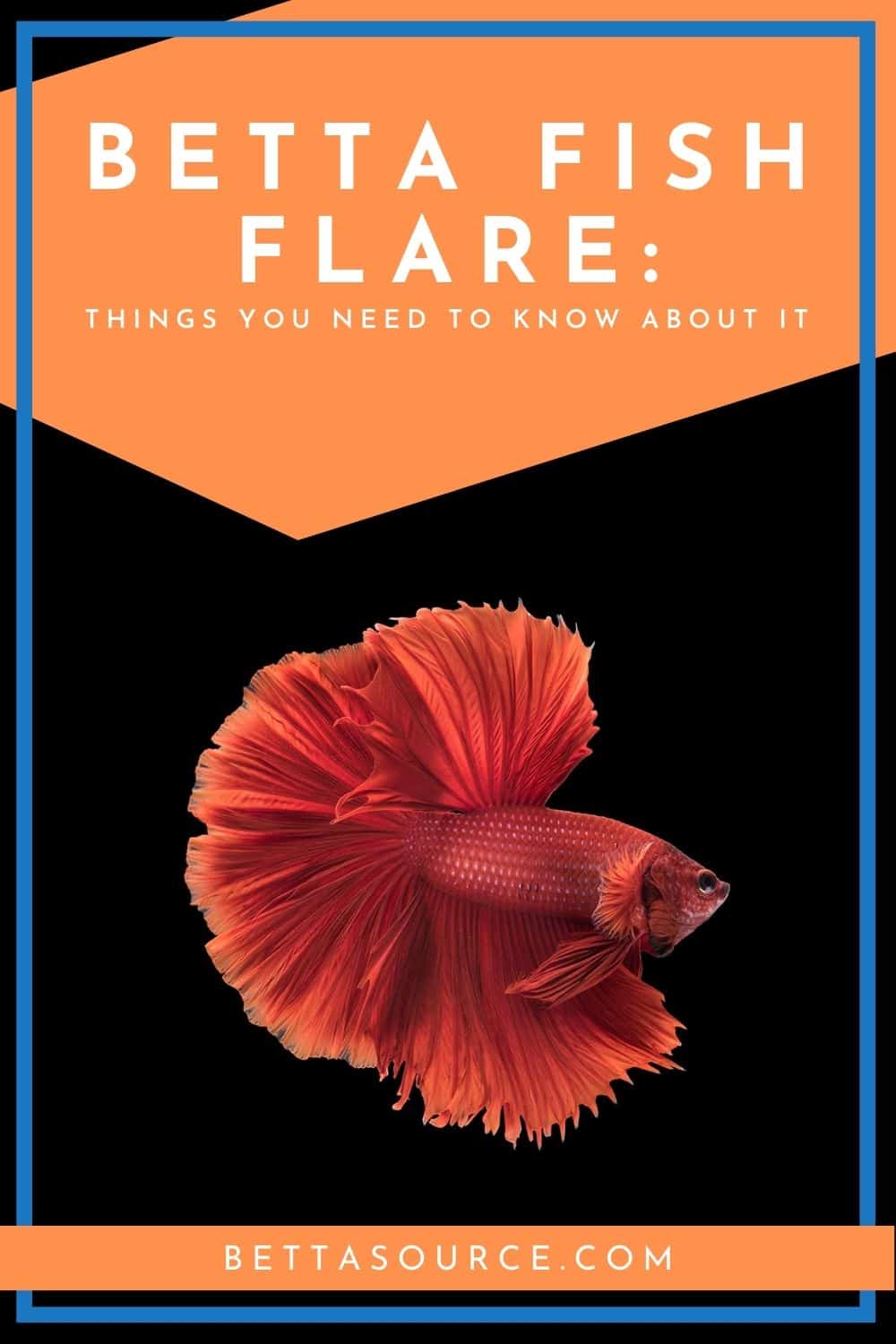 The Art of Betta Fish Flare: Understanding Their Colorful Expressions ...