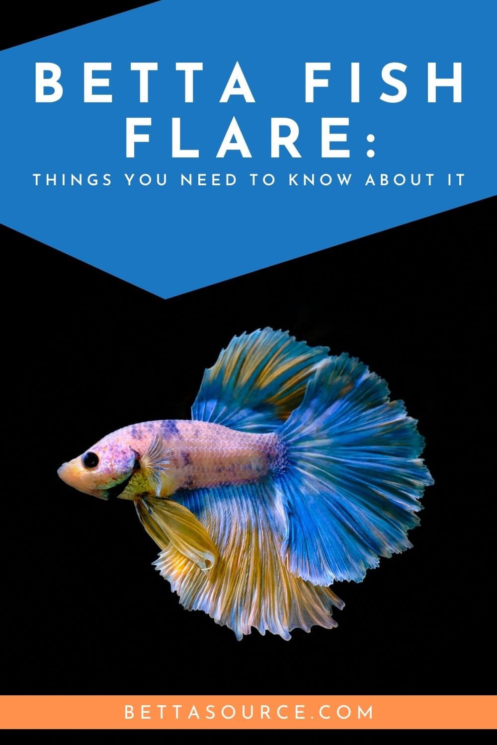 The Art of Betta Fish Flare: Understanding Their Colorful Expressions ...