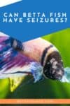 Can Betta Fish Have Seizures
