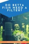 do betta fish need a filter