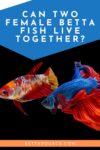 can two female betta fish live together