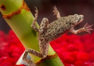 African dwarf frog and betta