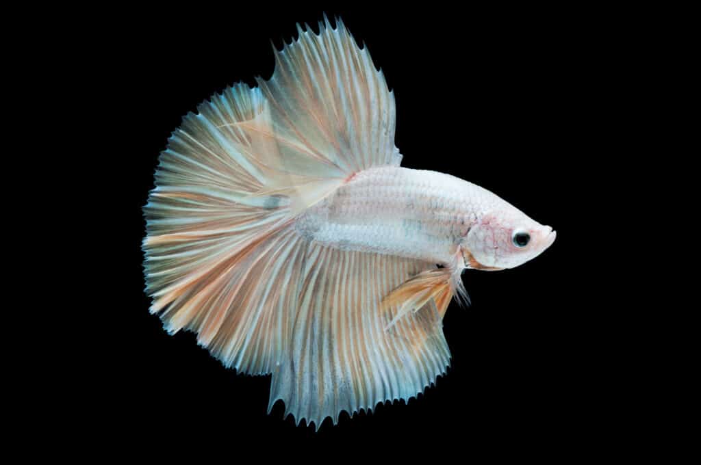 Albino Betta Fish