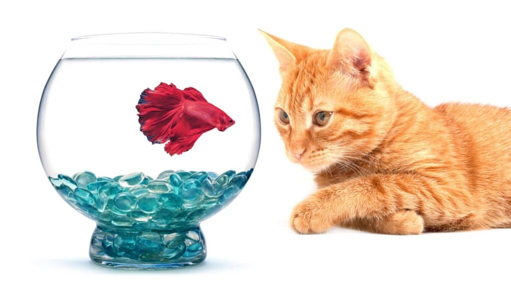 Are Betta Fish Poisonous To Cats