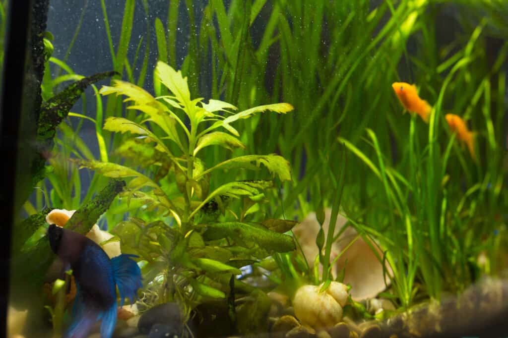Best Fake Plants for Betta Fish