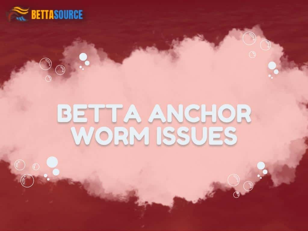 Betta Anchor Worm
