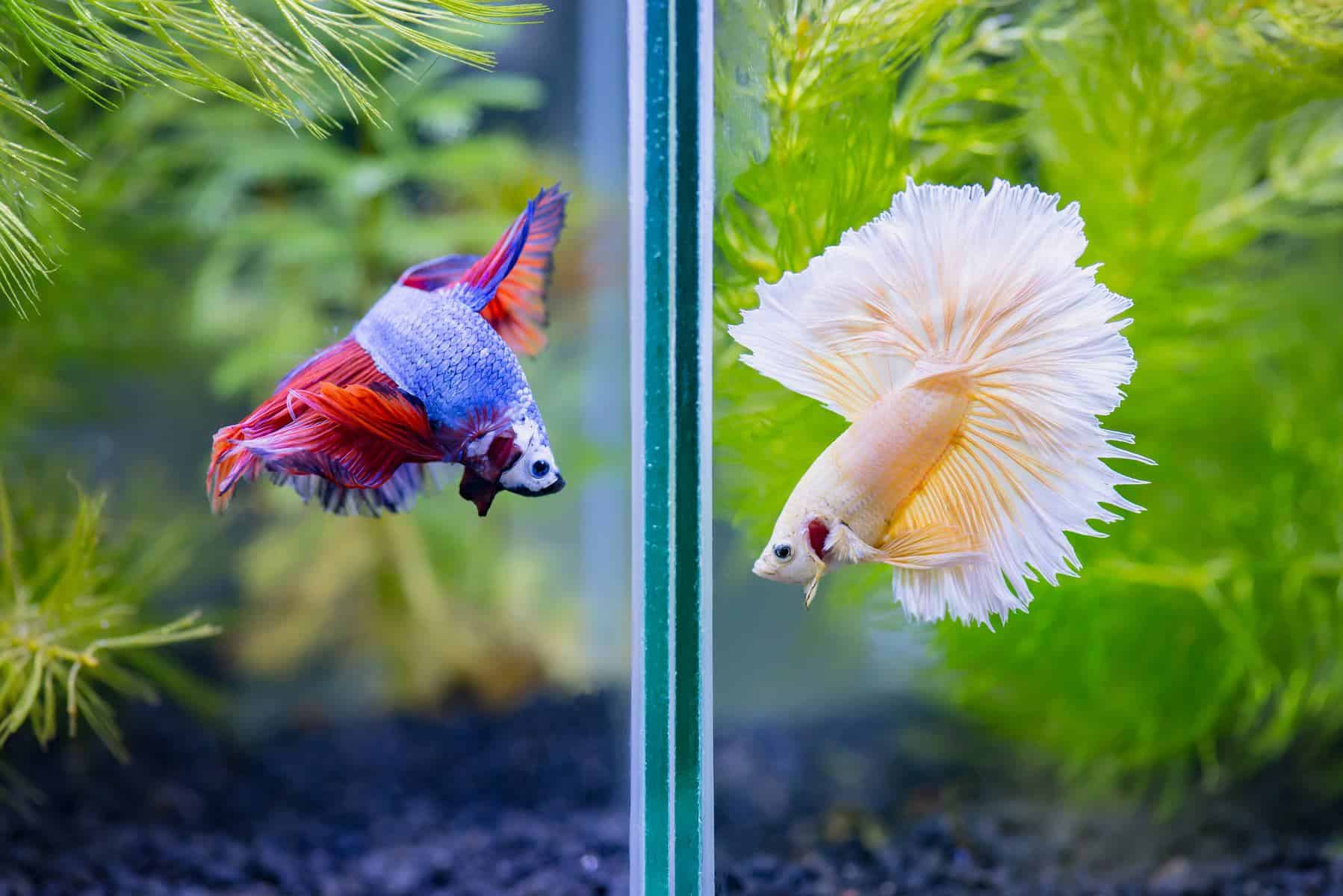 Betta Divider: A Solution To Keeping Two Bettas In One Tank