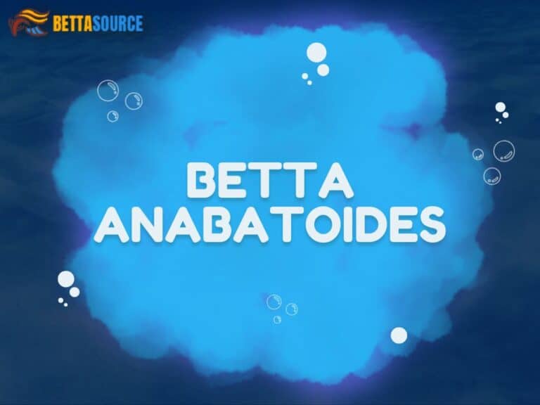 Betta anabatoides