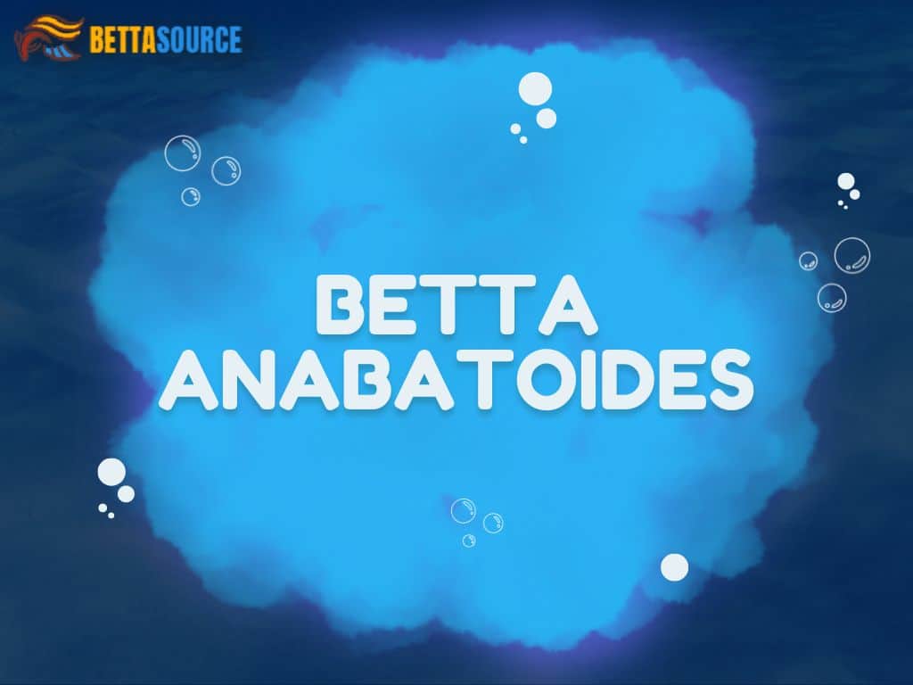 Betta anabatoides