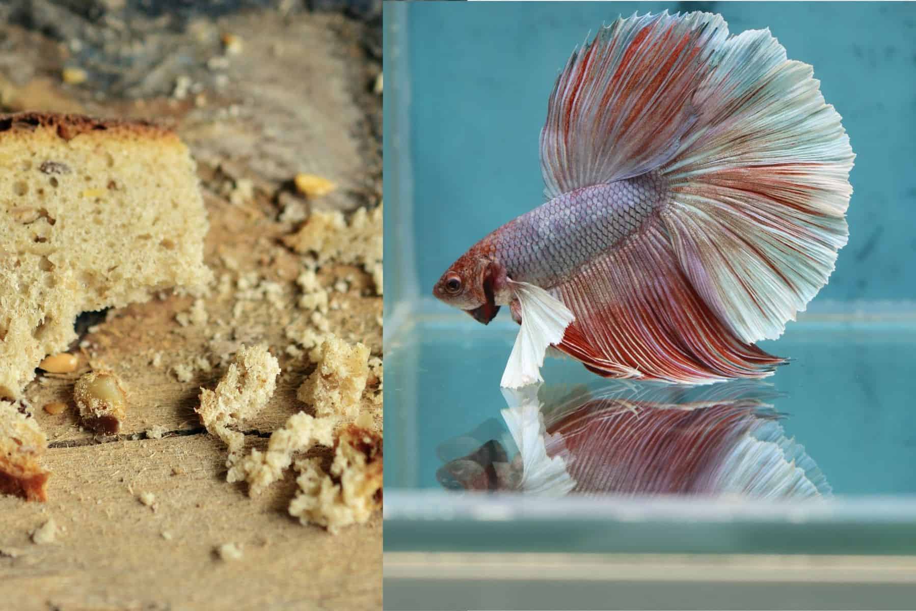Can Betta Fish Eat Bread Crumbs? Everything You Need To Know