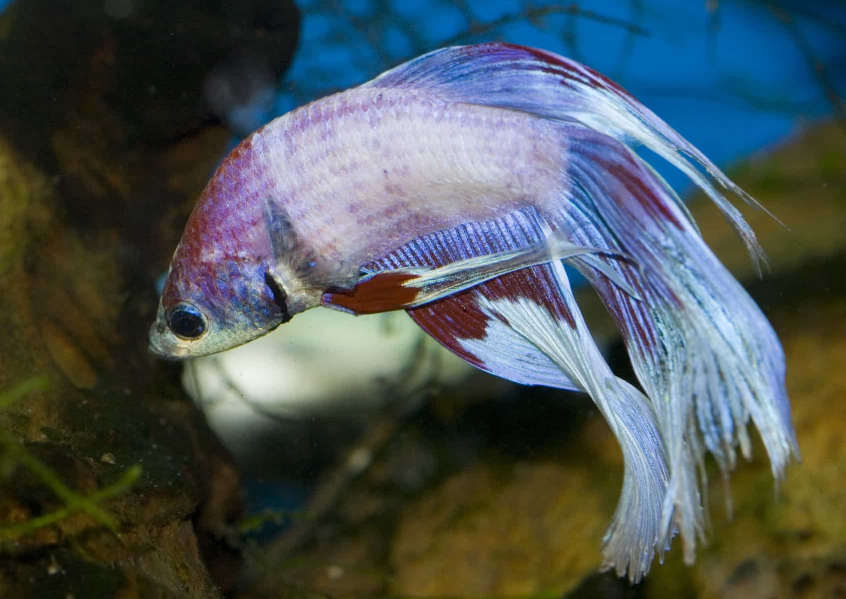 Can Betta Fish Get Depressed? Common Signs To Look For in Your Aquatic Pet