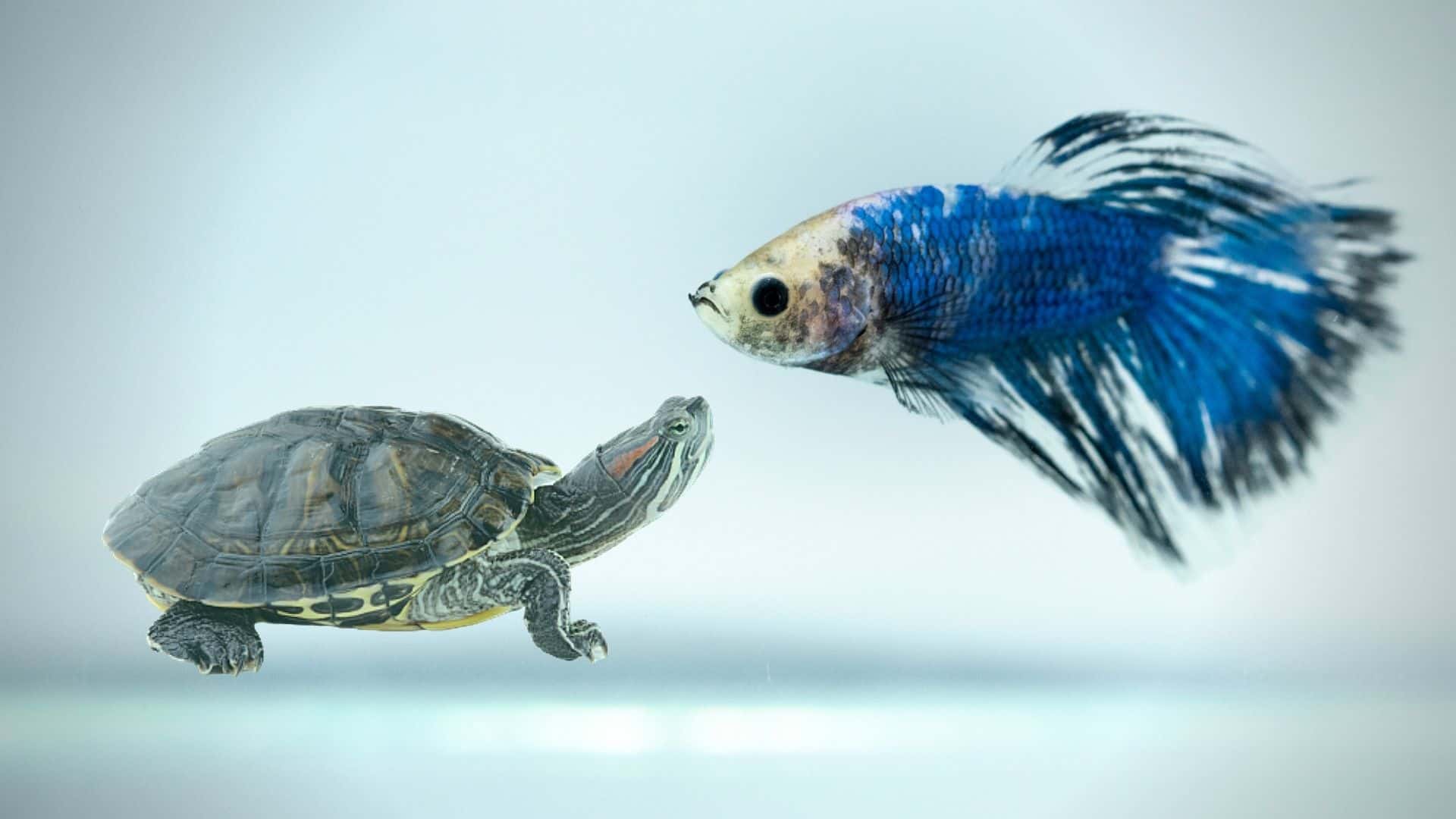 Can Betta Fish Live With Turtles? Tank Mates or Foes?