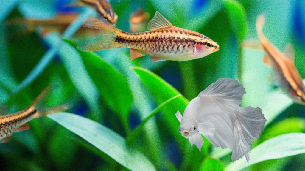 Can cherry barbs live with other fish?