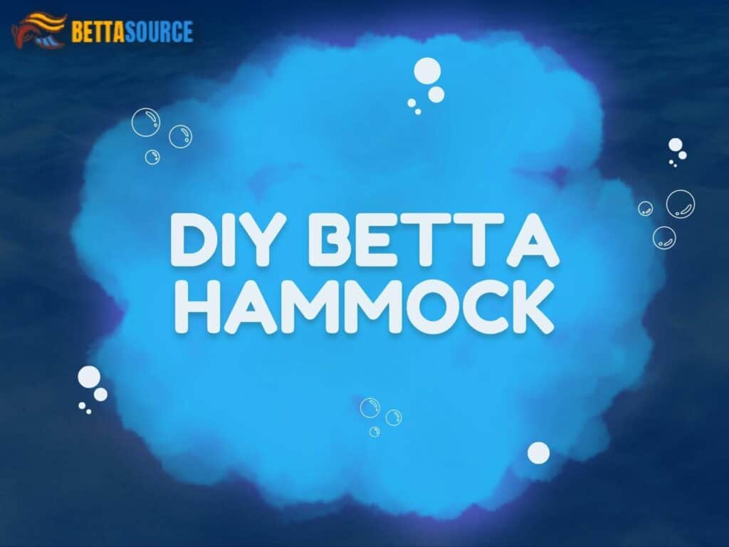 DIY Betta Hammock