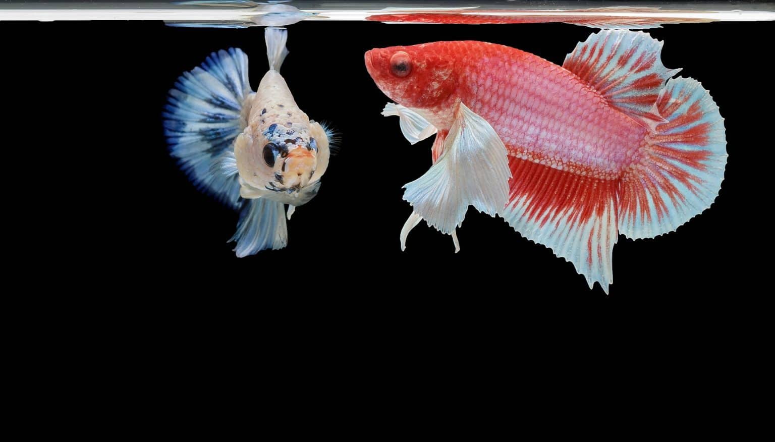 Do Betta Fish Sleep? Resting Is Important For Them Too