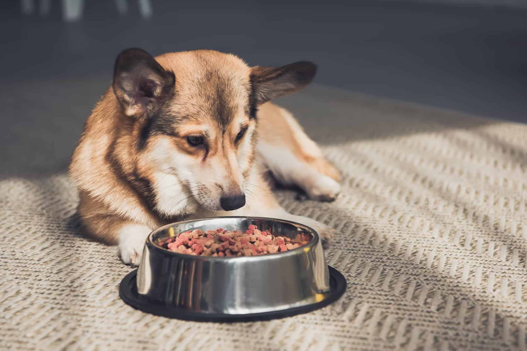 Your Dog Ate Betta Fish Food: Should You Be Concerned?