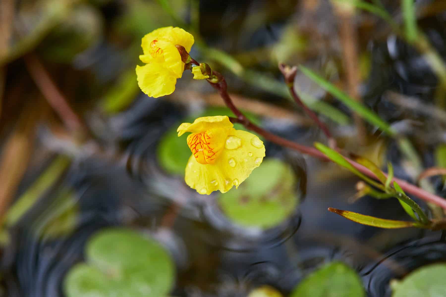 Floating Bladderwort (Utricularia gibba)