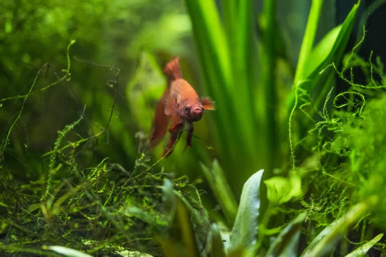 Floating Plants for Betta
