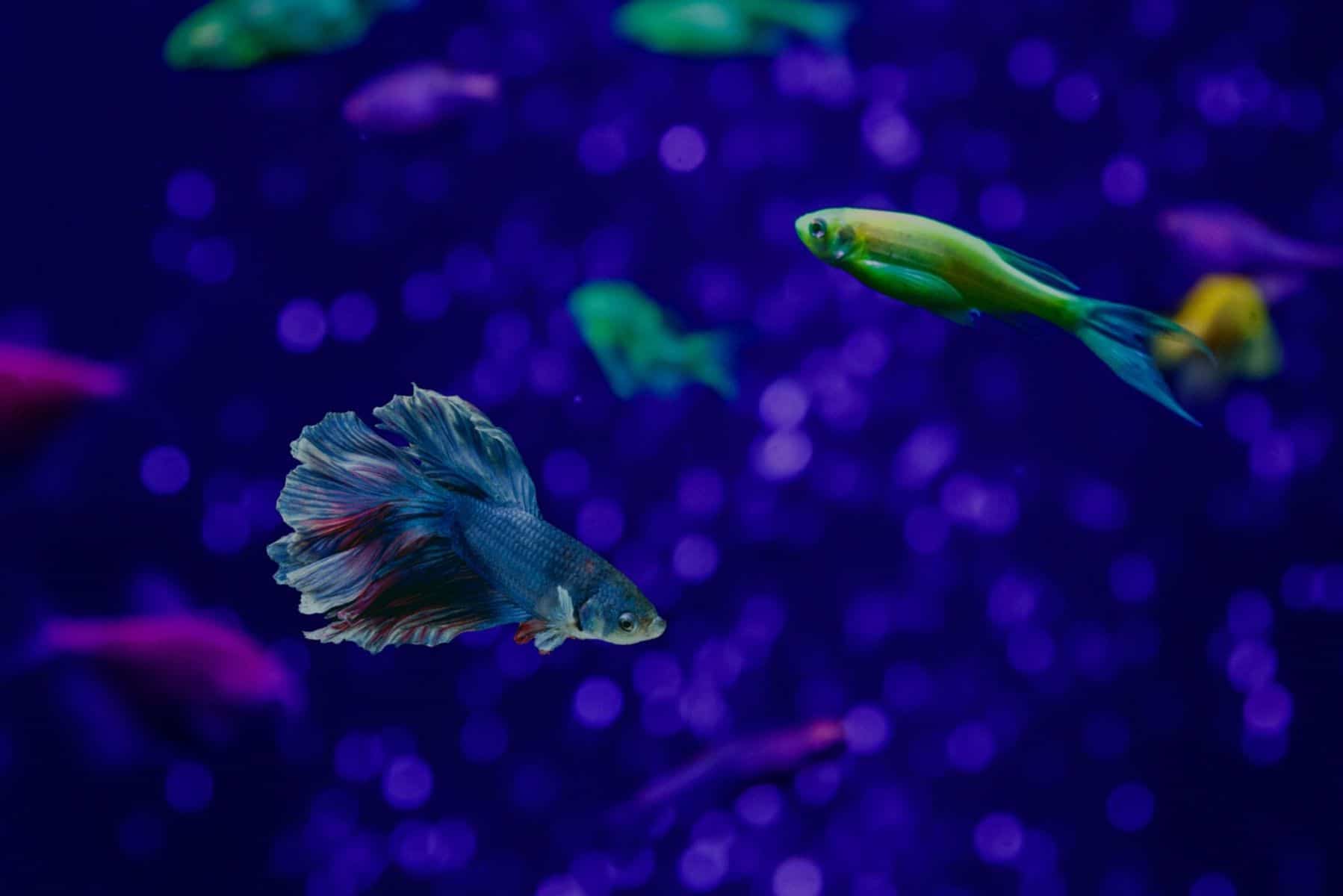 Glofish And Betta: Vibrant Colored Fish For Your Tank