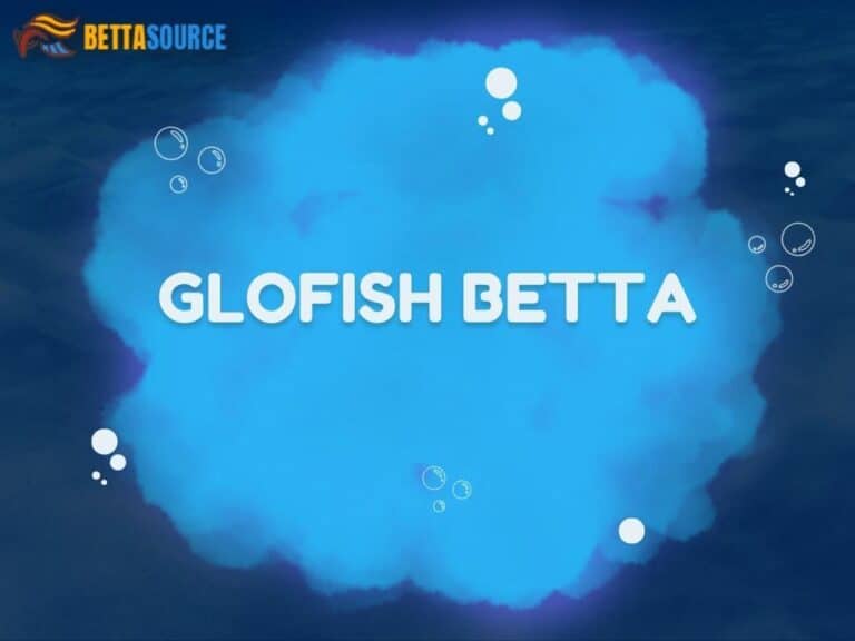Glofish Betta