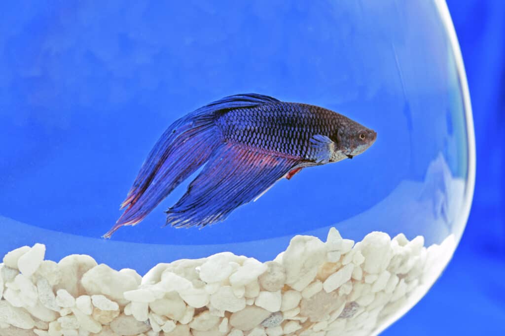 How Long Can A Betta Fish Live In A Fishbowl
