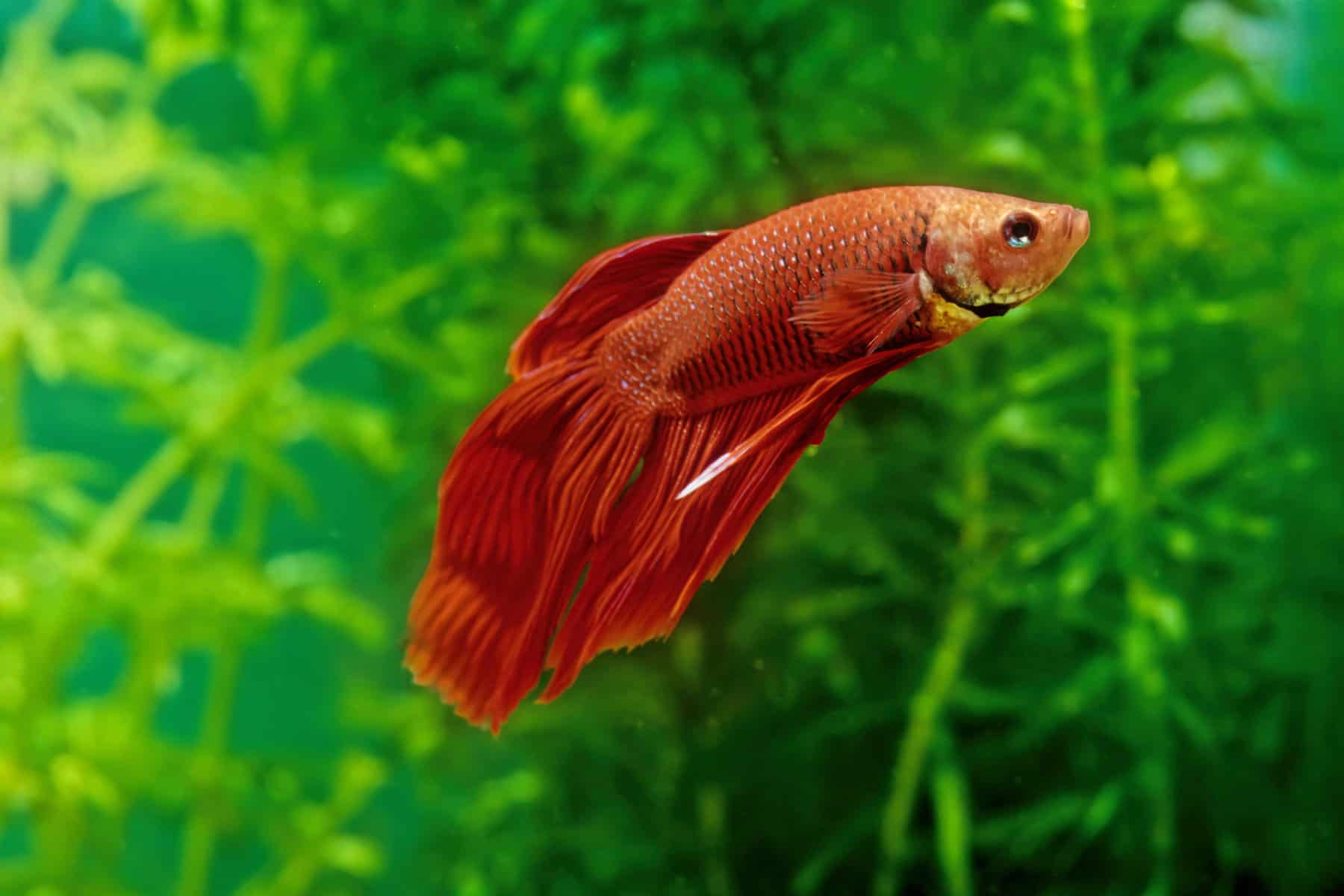 How Long Can A Betta Go Without Eating